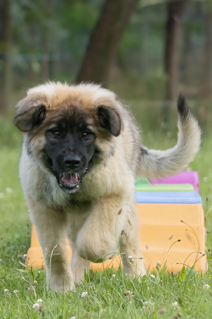 Puppy socialisatie gehoorzaamheid cursus