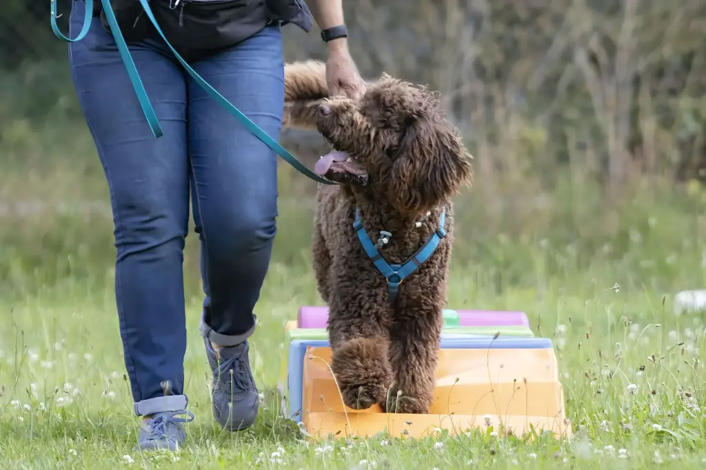 Vervolg gehoorzaamheid cursus