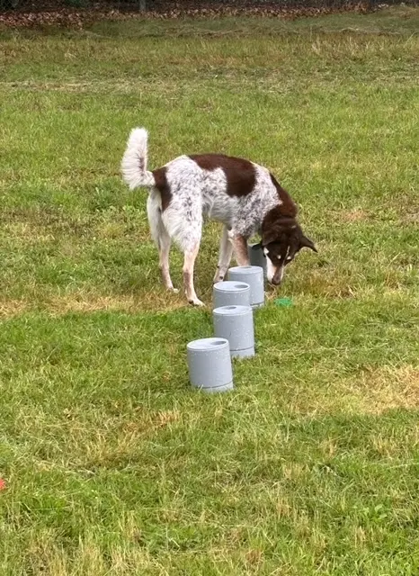 Detectie en zoekwerk